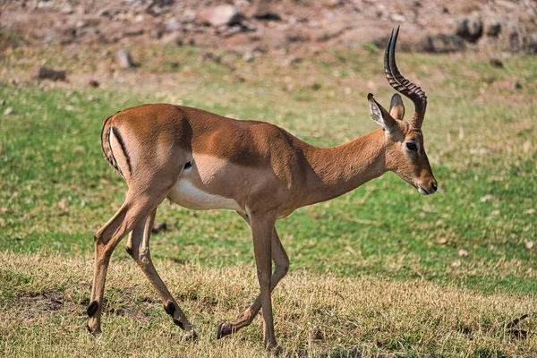 Αντιλόπη Στο Πάρκο Σαφάρι Chobe Ζιμπάμπουε Αφρική — Φωτογραφία Αρχείου