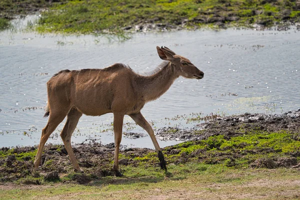 Αντιλόπη Στο Πάρκο Σαφάρι Chobe Ζιμπάμπουε Αφρική — Φωτογραφία Αρχείου