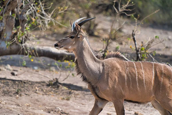 Antilop chobe safari parkı, Zimbabve, Afrika