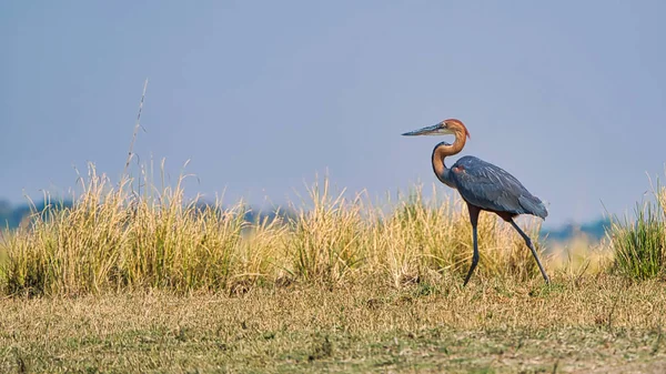 Afrikai Darter Chobe Safari Park Zimbabwe Afrika — Stock Fotó