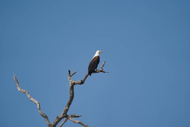 Afrika balık kartalağaç, Zimbabve, Afrika üzerinde oturan