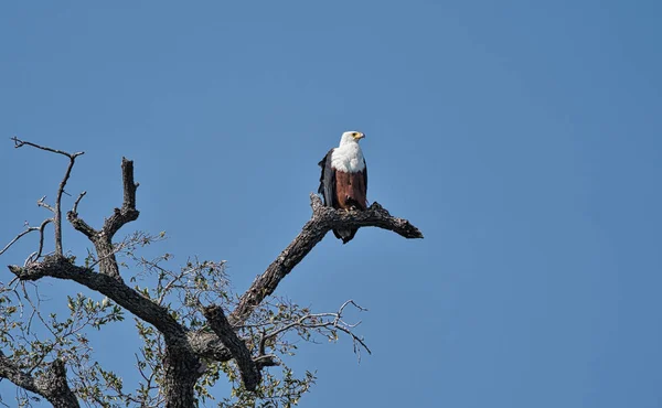 Águila Pescadora Africana Sentada Árbol Zimbabue África — Foto de Stock