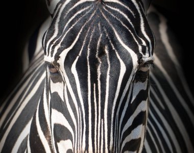 Şirin zebra yüzü yakın plan portresi.