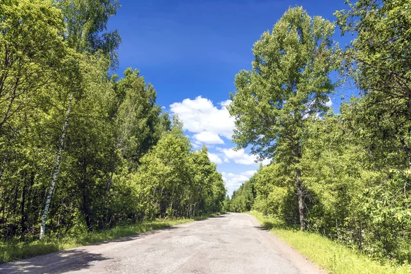 Toprak Yol Yaz Güneşli Ormandaki — Stok fotoğraf