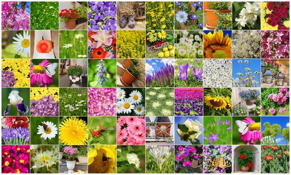 Collage Field Garden Blooming Flowers — Stock Photo, Image