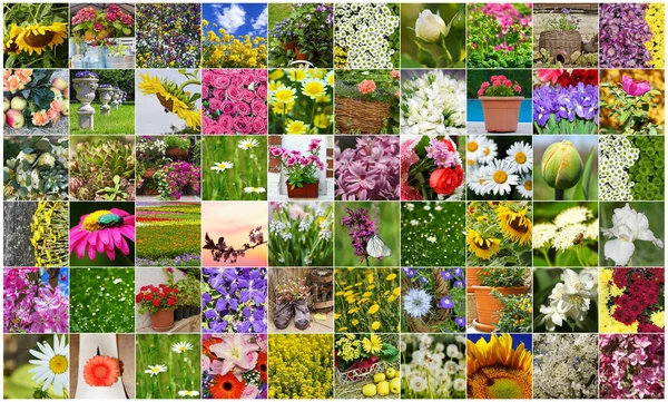 Collage Field Garden Blooming Flowers — Stock Photo, Image