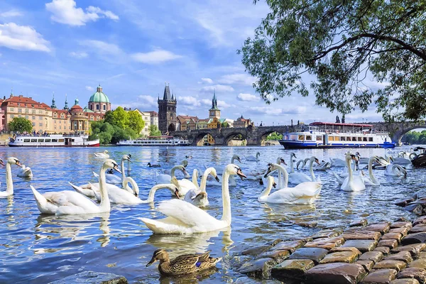 Swans Background Charles Bridge Prague Czech Republic — Stock Photo, Image