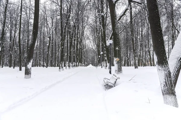 Winter park. Alley in the park covered with snow — Stock Photo, Image