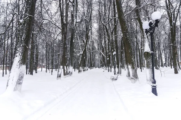 Parco invernale. Vicolo nel parco coperto di neve — Foto Stock