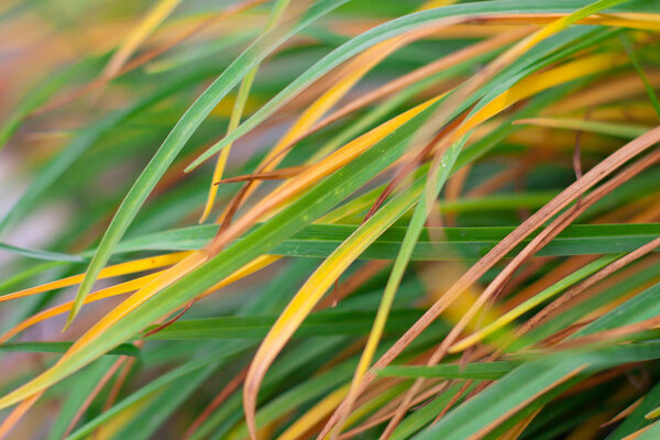 Желтые листья дневных лилий закрываются
