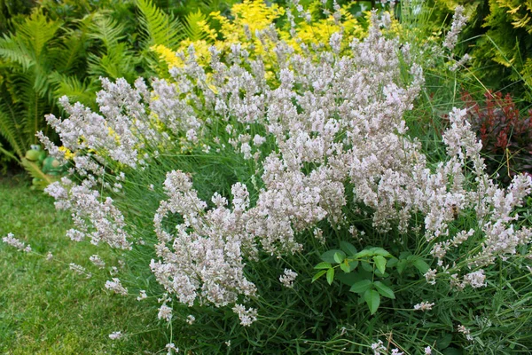 Large lavender bush in summer country garden.