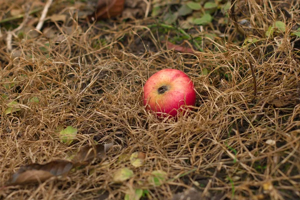 Sonbahar apple yakın yukarıya içinde çim soluk.