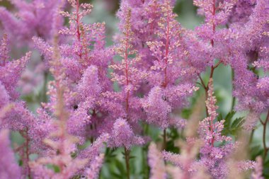 Hassas mor çiçekler Astilbe portre