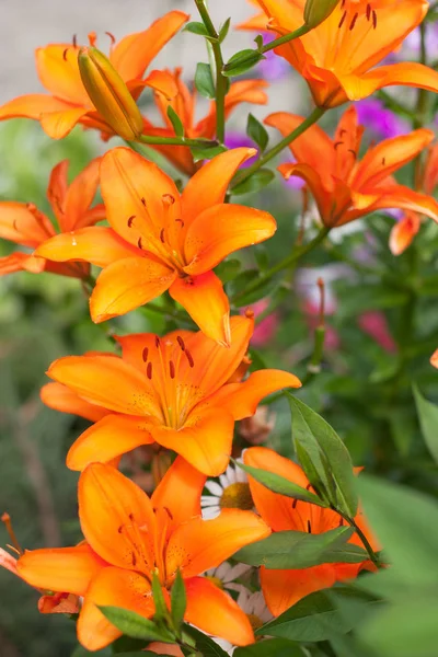 Oranje Royal Lily Grote Bush — Stockfoto