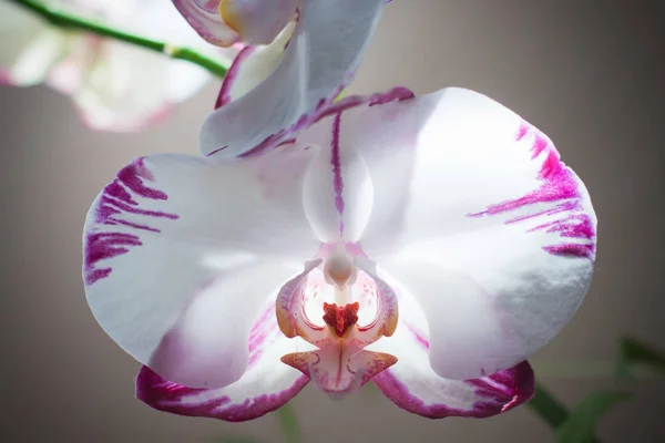 büyük orkide çiçek Phalaenopsis ışık ışınları