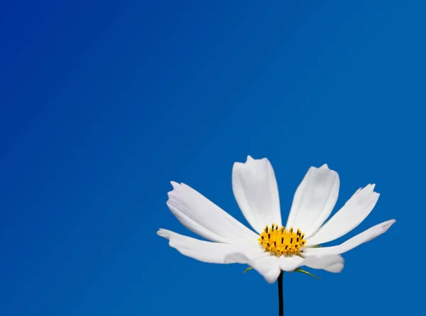 Büyük Cosmea çiçek yakın çekim mavi bir arka plan papatya izole
