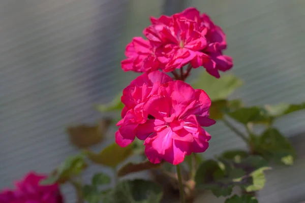 Pelargonium-ofis çiçekleri ve açık dekorasyon