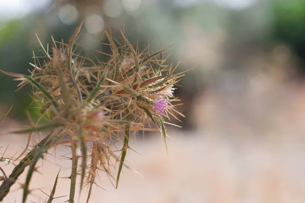 Fleur Sur Une Épine Sèche Beauté Piquante Naturelle — Photo