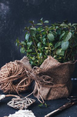 Close-Up Sim siyah arka plan üzerine taze nane 