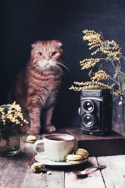 ahşap masada kahve ve makaron ile fincan yanında zencefil kedi