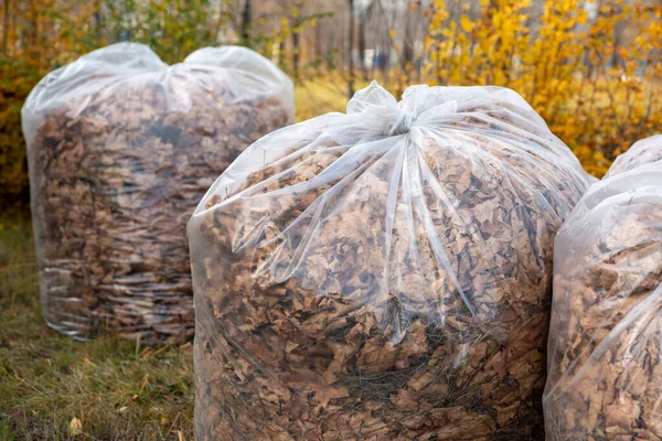 Autumn cleaning of fallen leaves. Large transparent plastic bags are filled with collected leaf litter.