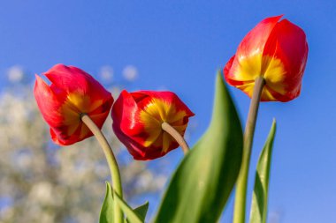 gökyüzüne karşı üç lale