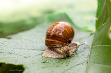 yeşil üzüm yaprağı üzerinde büyük üzüm salyangoz