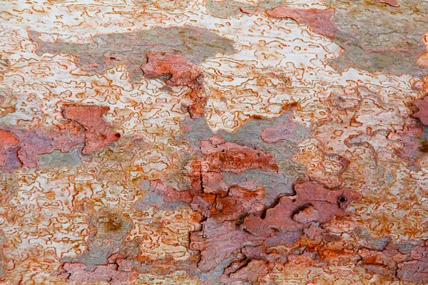 Closeup of old textured bark. Rough aged weathered tree trunks wallpaper