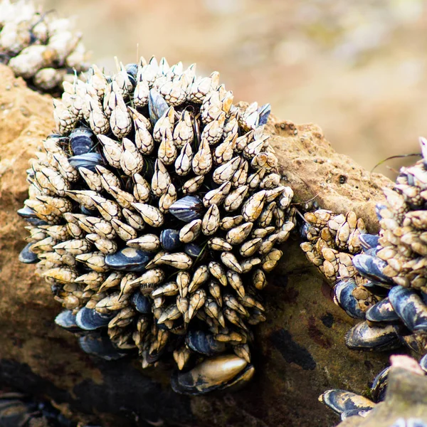 Tide pool lifeforms during low tide in Southern California.  Claw like barnacles and muscles attached to rocks.