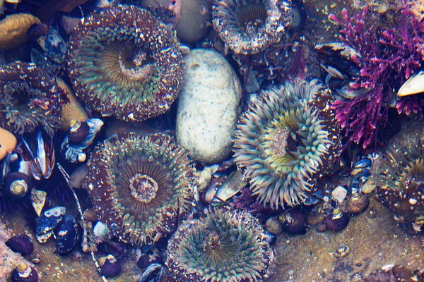 Close up of cluster of colorful sea anemone and muscles at the tide pool in Southern California. Colorful sea life during low tide.  Tide pool critters.