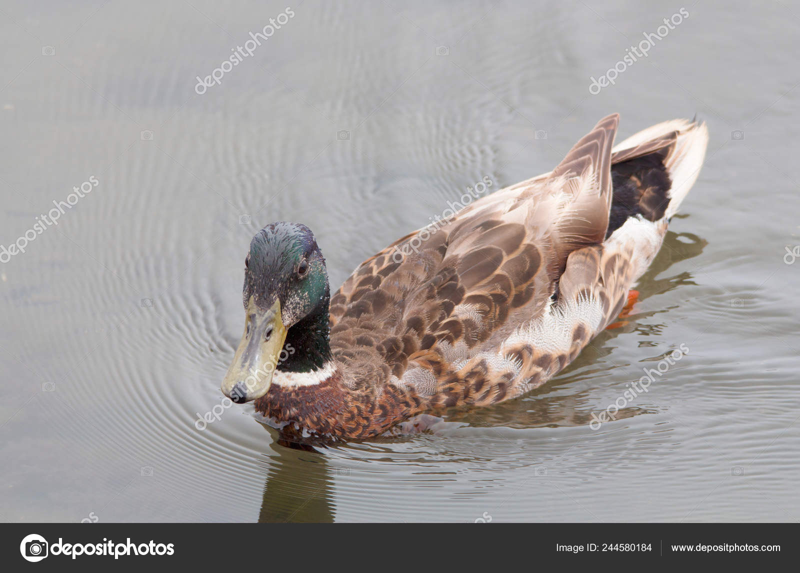 wallpapers Duck With Black Head And White Chest close adult mallard duck swimming orange county california white neck stock photo image by c akcents 244580184