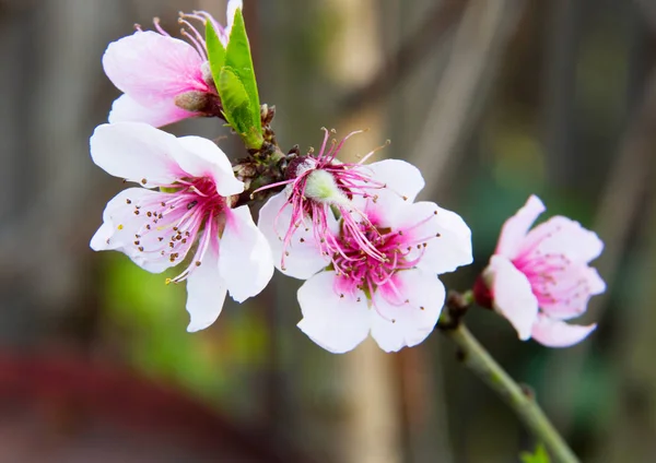 Close up peach tree branch with flower blossoms, natural background and sky view