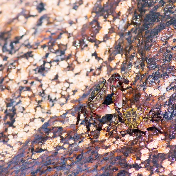 Two shore crabs sitting on a rock at the beach in Southern California. Carcinus maenas, green brown green coloring. Pacific Coast