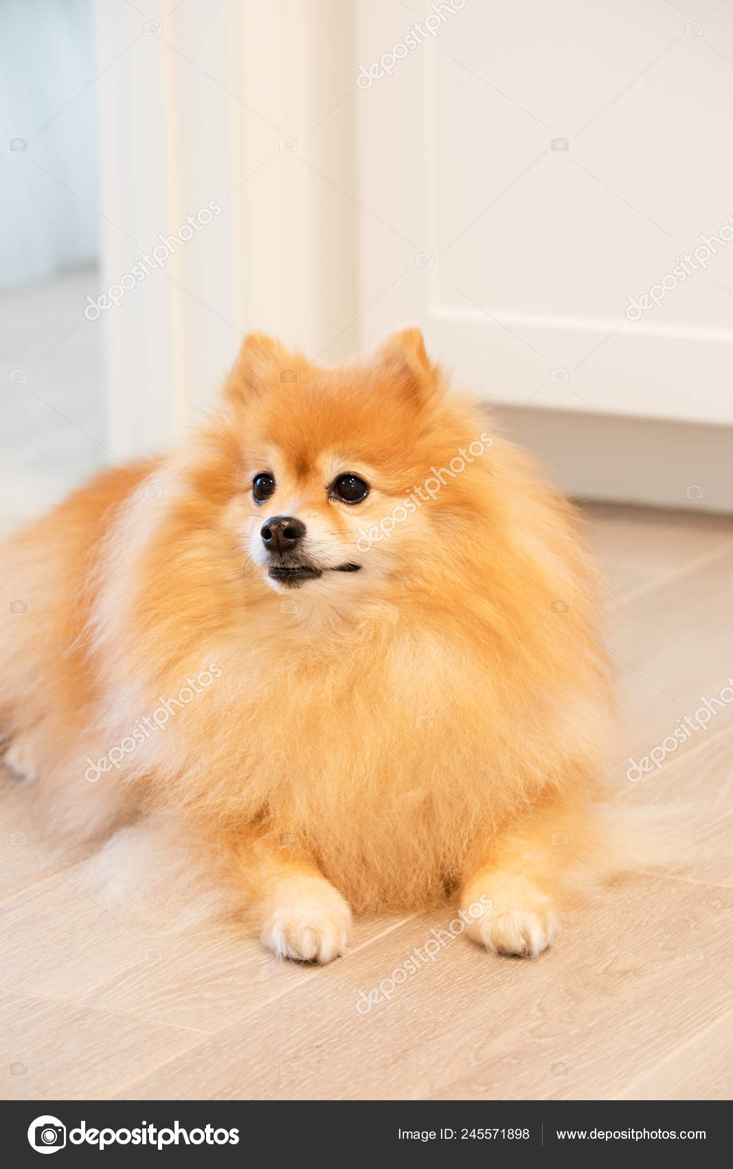 pomeranian male dog