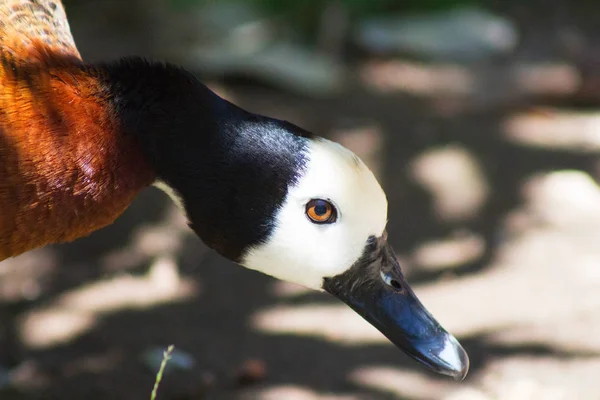 White faced whistling duck with chestnut brown black and white feathers with a blurred ground background. Dendrocygna viduata duck with gray bill.