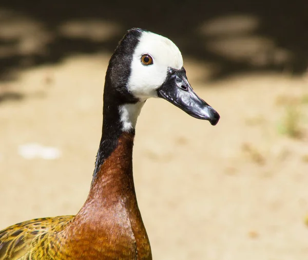White faced whistling duck with chestnut brown black and white feathers with a blurred background. Dendrocygna viduata duck with gray bill.