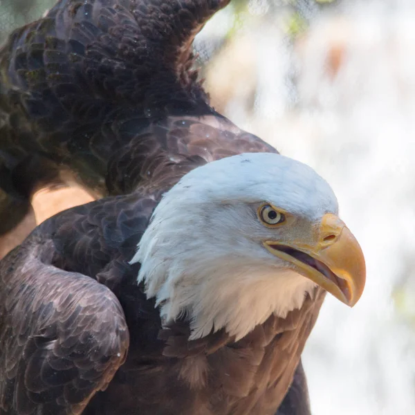 Wet Bald Eagle outdoor next to tree branch.  Bald Eagle Haliaeetus leucocephalus.  Brown with white head.  Bird of prey found in North America.  Swoops down and snatches fish from water with its talon