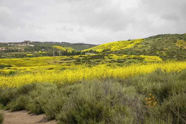 Crystal Cover State Park hills covered with yellow mustard seed flowers in the spring. Escaping a hectic lifestyle by hiking and enjoying nature. Healthy living.  Back country hiking trails