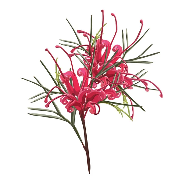 Яркий Красный Цветок Grevillea Стоковая Иллюстрация