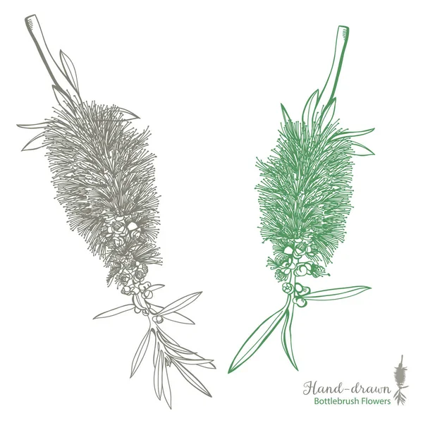 Avustralya doğal flora bottlebrush beyaz bir arka plan üzerinde Vecgtor illüstrasyon