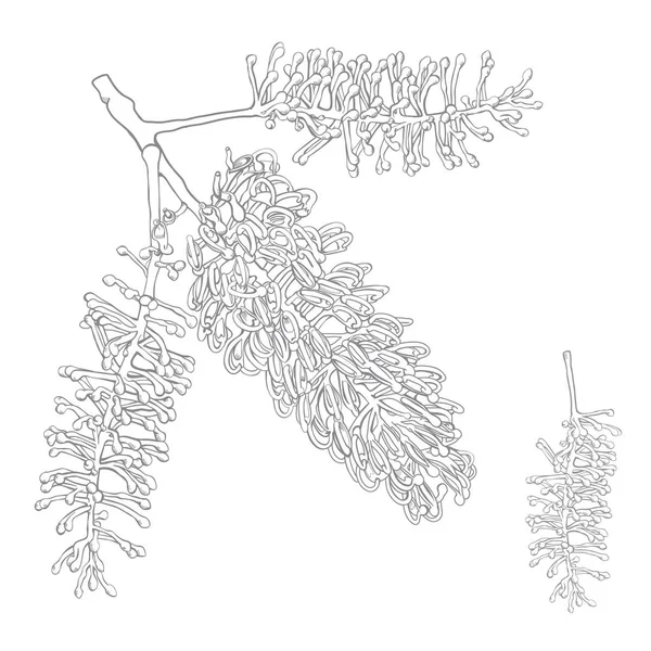 Realistické Ilustrace Australský Nativní Silky Oak Květina Bílém Pozadí — Stockový vektor