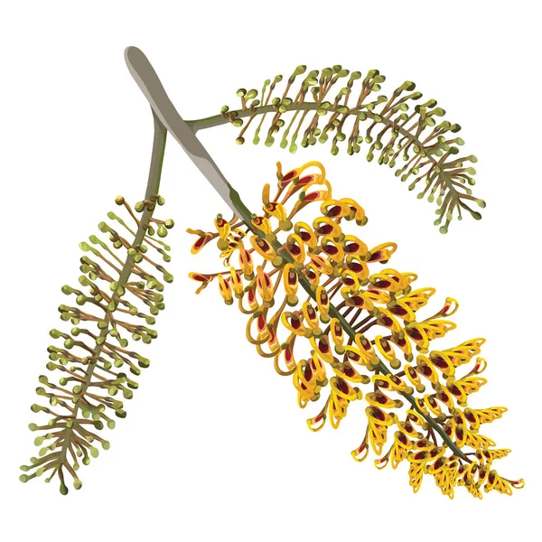 Beyaz bir arka plan üzerinde gerçekçi Avustralya yerli ipeksi meşe çiçek şekil