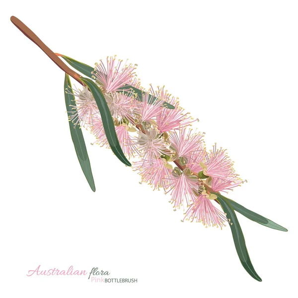 Rosa Realistiska Bottlebrush Vektor Illustration Vit Bakgrund — Stock vektor