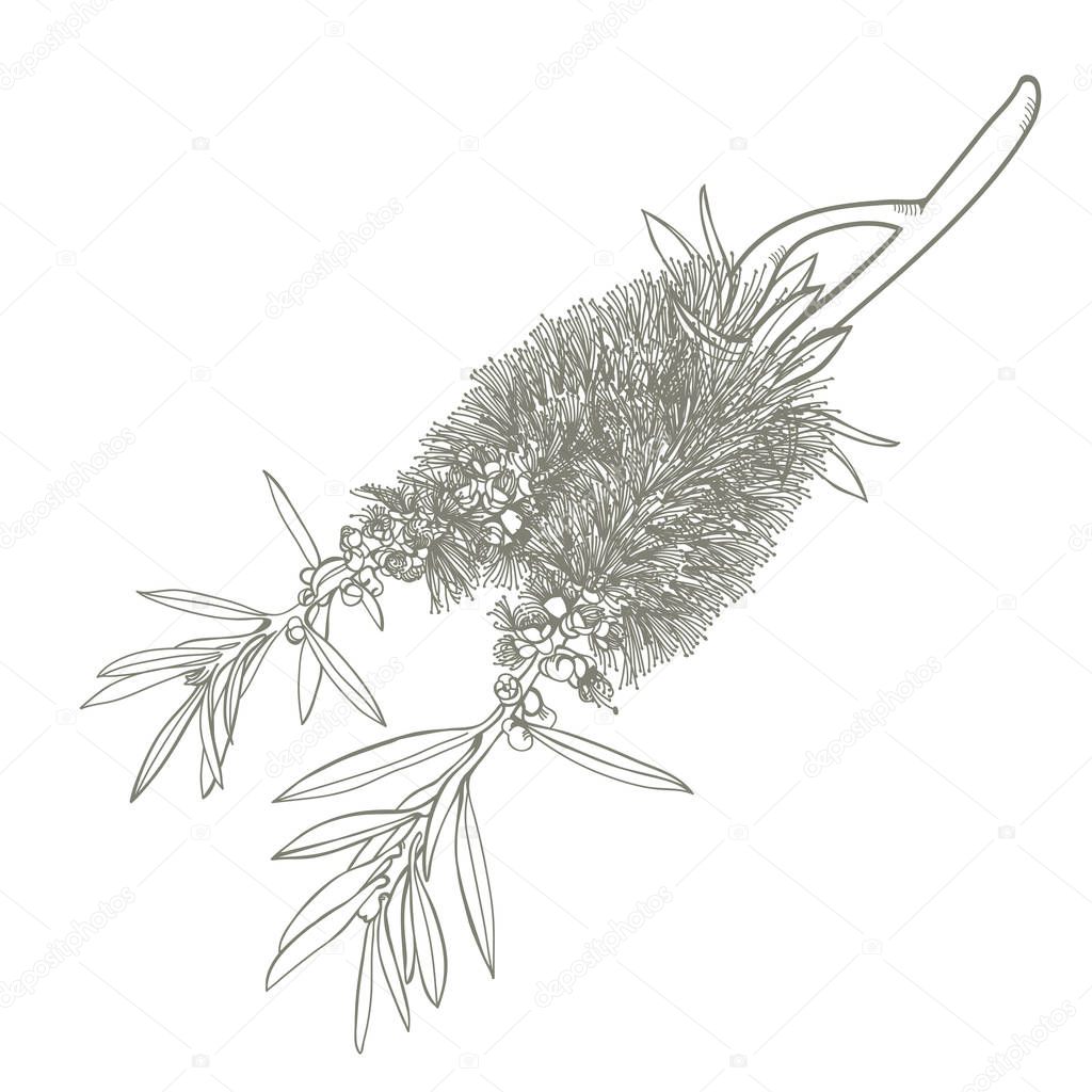 Australian Native flora bottlebrush Vecgtor illustration on a white background