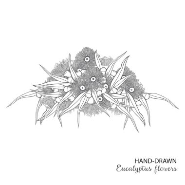 Flowering Eucalyptus hand-drawn bouquet Vector clipart