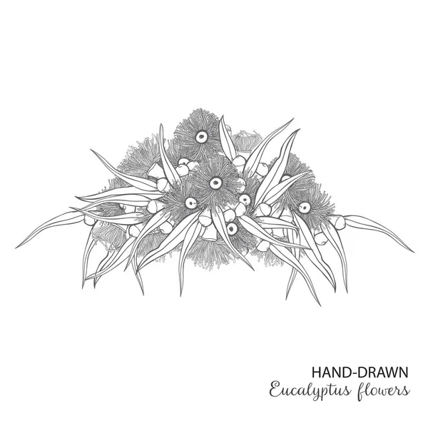 Kwitnienia Eukaliptusa Ręcznie Rysowane Bukiet Wektor Ilustracja Stockowa