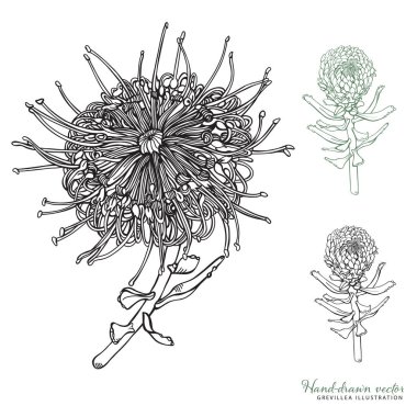 El-çizilmiş Grevillea ve Grevillea tomurcukları vektör çizimler