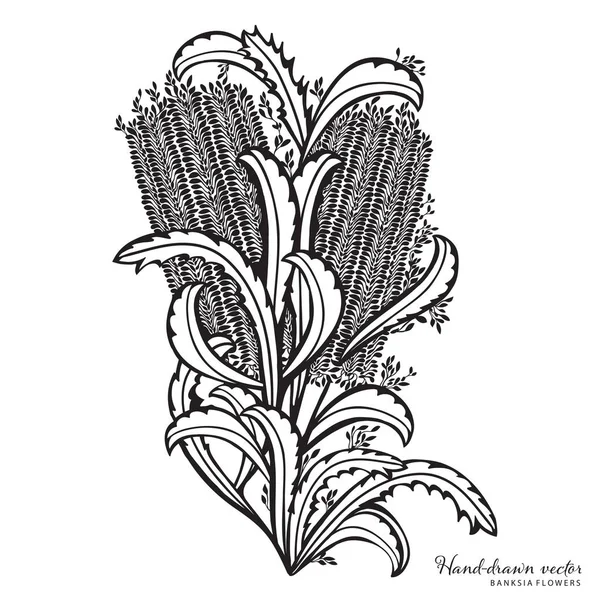 Dibujado a mano Banksia Arreglo floral Vector ilustración — Archivo Imágenes Vectoriales