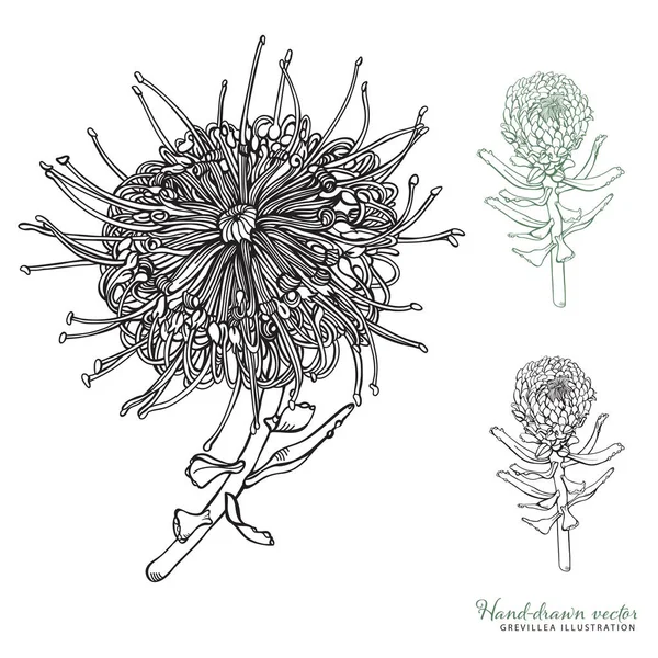 Grevillea desenhado à mão e botões Grevillea Ilustrações vetoriais — Vetor de Stock