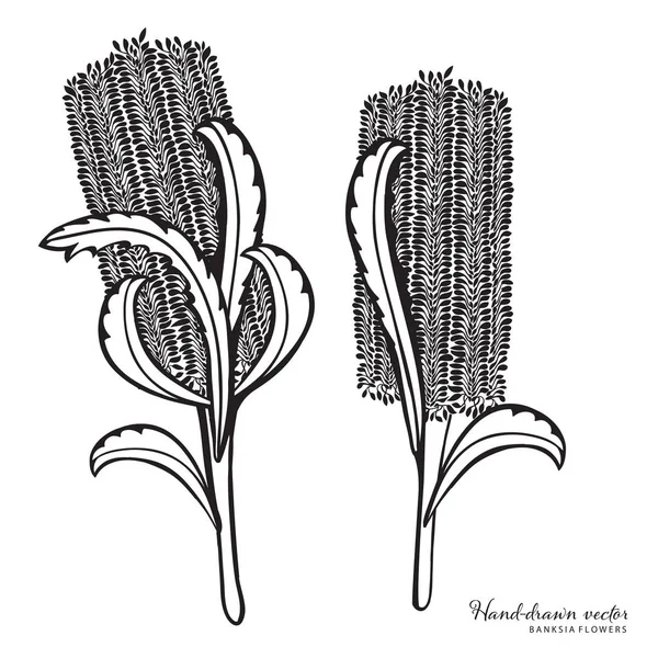El-çizilmiş Avustralya Banksia vector ıllustraiton Stok Vektör